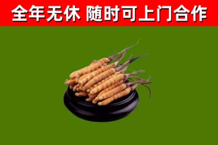 江北区回收冬虫夏草